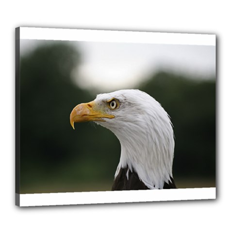 Bald Eagle (1) Canvas 24  X 20  (framed) by smokeart