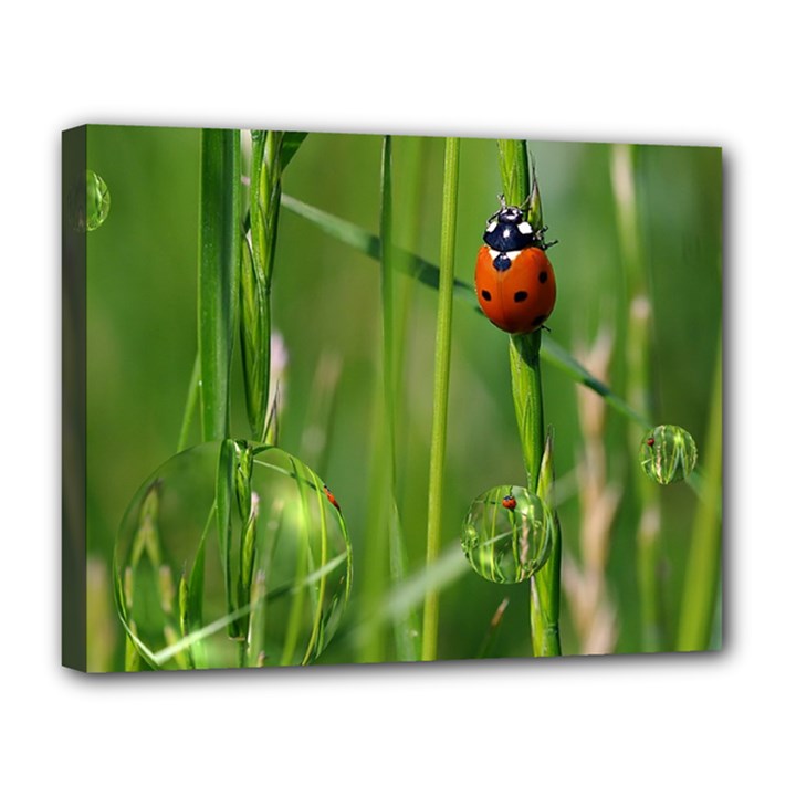 Ladybird Canvas 14  x 11  (Framed)