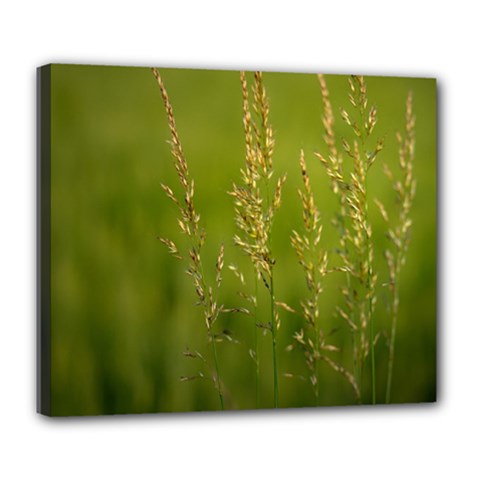 Grass Deluxe Canvas 24  X 20  (framed) by Siebenhuehner