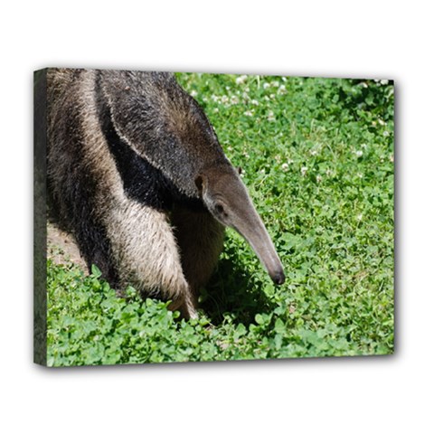 Giant Anteater Canvas 14  X 11  (framed) by AnimalLover