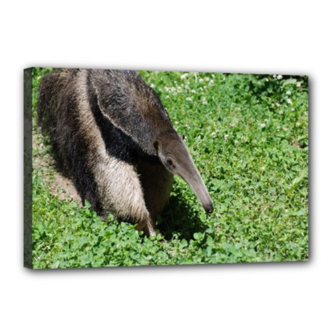 Giant Anteater Canvas 18  X 12  (framed) by AnimalLover