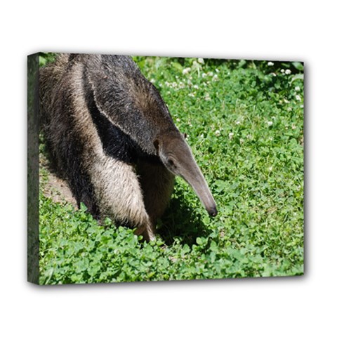 Giant Anteater Deluxe Canvas 20  X 16  (framed) by AnimalLover