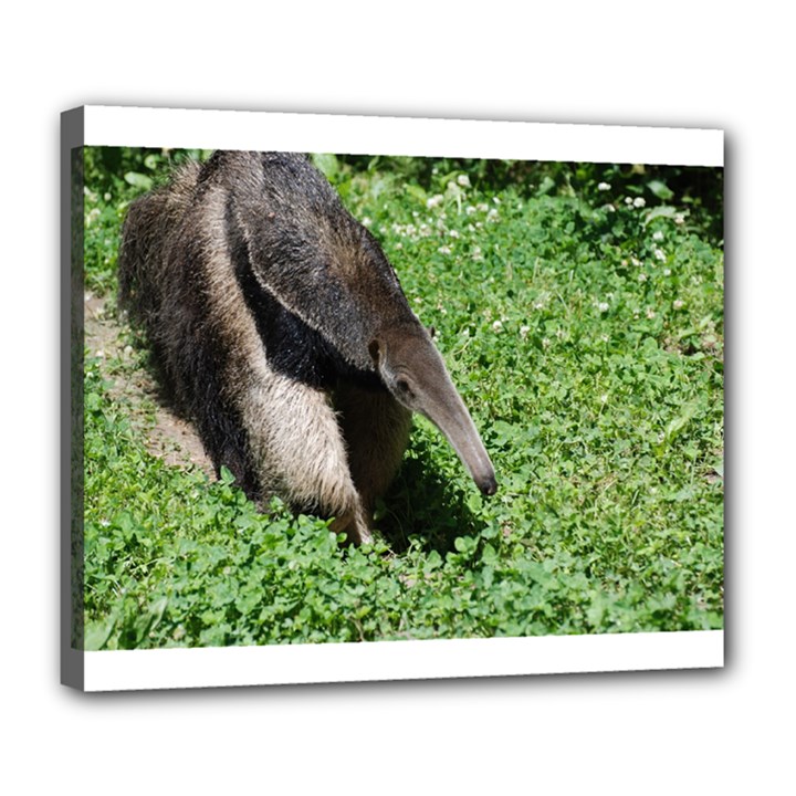 Giant Anteater Deluxe Canvas 24  x 20  (Framed)