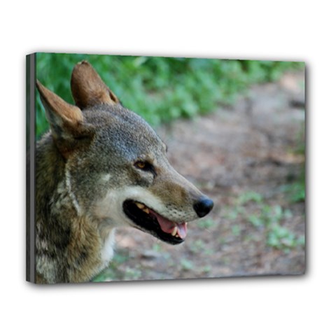 Red Wolf Canvas 14  X 11  (framed) by AnimalLover