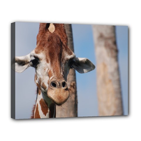 Cute Giraffe Canvas 14  X 11  (framed) by AnimalLover