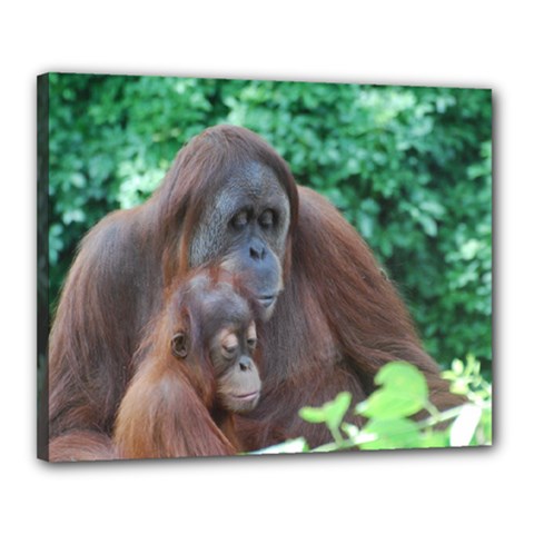 Orangutan Family Canvas 20  X 16  (framed) by AnimalLover