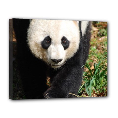 Giant Panda Canvas 14  X 11  (framed) by AnimalLover