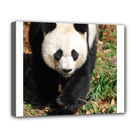 Giant Panda Deluxe Canvas 20  X 16  (framed) by AnimalLover