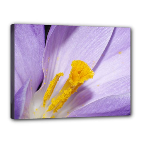 Crocus Closeupl Canvas 16  X 12  by PhotoThisxyz