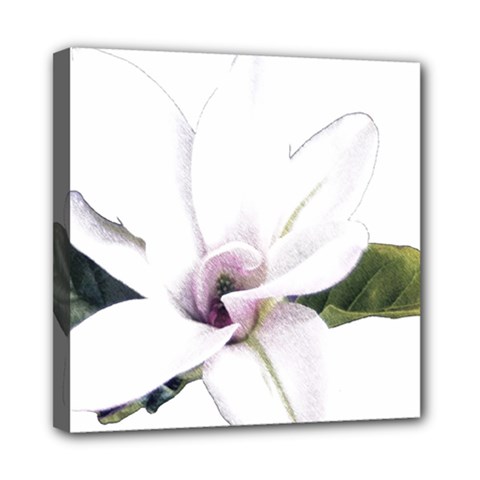 White Magnolia Pencil Drawing Art Mini Canvas 8  X 8  by picsaspassion