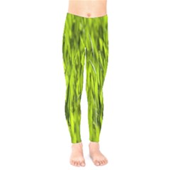 Agricultural Field   Kids  Legging by rsooll