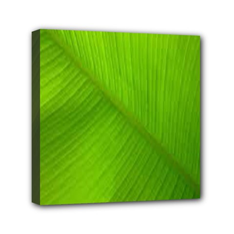 Banana Leaf Mini Canvas 6  X 6  (stretched) by artworkshop