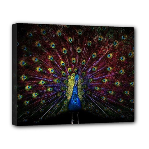 Peacock Feathers Deluxe Canvas 20  X 16  (stretched) by Wav3s