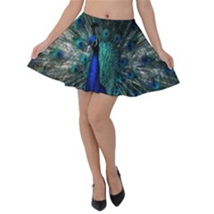 Blue And Green Peacock Velvet Skater Skirt by Sarkoni