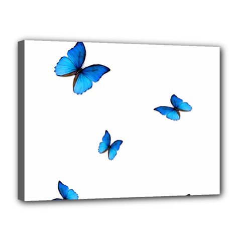 Butterfly-blue-phengaris Canvas 16  X 12  (stretched) by saad11