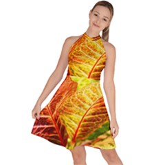 Leaves Plant Pattern Croton Nature Sleeveless Halter Neck A-line Dress by Sabxi