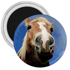 Haflinger  3  Button Magnet by Siebenhuehner