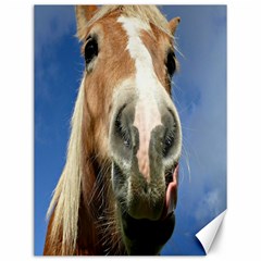 Haflinger  Canvas 12  X 16  (unframed) by Siebenhuehner