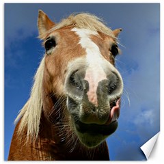 Haflinger  Canvas 16  X 16  (unframed) by Siebenhuehner