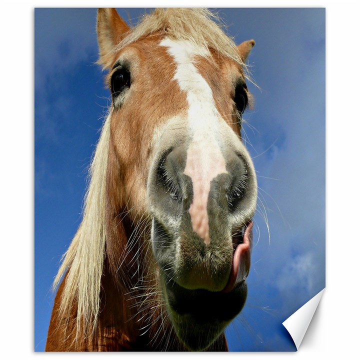 Haflinger  Canvas 20  x 24  (Unframed)