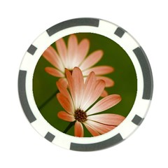 Osterspermum Poker Chip by Siebenhuehner