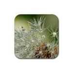 Dandelion Drink Coaster (Square) Front