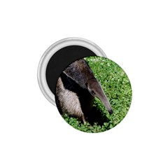 Giant Anteater 1 75  Button Magnet by AnimalLover