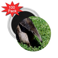 Giant Anteater 2 25  Button Magnet (100 Pack) by AnimalLover