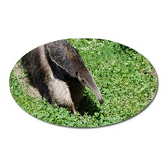 Giant Anteater Magnet (oval) by AnimalLover