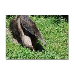 Giant Anteater A4 Sticker 10 Pack by AnimalLover