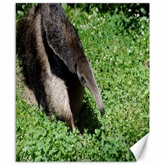 Giant Anteater Canvas 8  X 10  (unframed) by AnimalLover