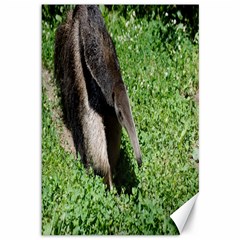 Giant Anteater Canvas 12  X 18  (unframed) by AnimalLover