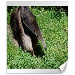 Giant Anteater Canvas 20  X 24  (unframed) by AnimalLover