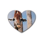 Cute Giraffe Drink Coasters 4 Pack (Heart)  Front