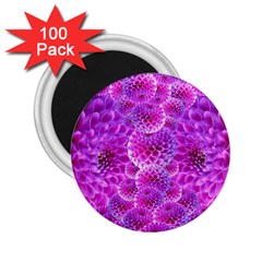 Purple Dahlias 2 25  Button Magnet (100 Pack) by FunWithFibro