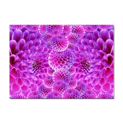 Purple Dahlias A4 Sticker 10 Pack by FunWithFibro