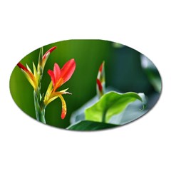 Lily 1 Magnet (oval) by Cardsforallseasons