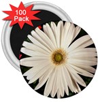 Daisyc 3  Magnets (100 pack) Front