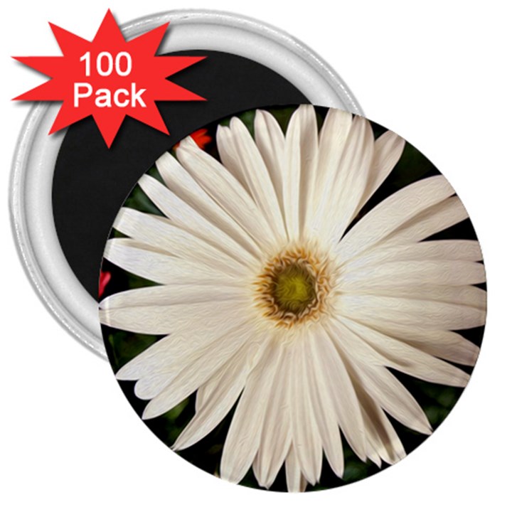 Daisyc 3  Magnets (100 pack)