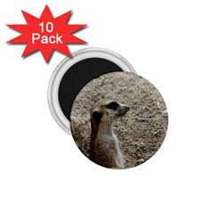 Adorable Meerkat 1 75  Magnets (10 Pack)  by ImpressiveMoments