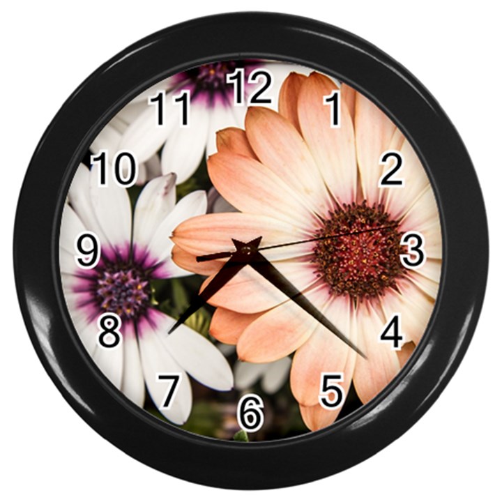 Beautiful Colourful African Daisies Wall Clocks (Black)