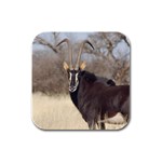 Sable Rubber Square Coaster (4 pack)