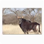 Sable Postcard 4 x 6  (Pkg of 10)