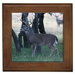 Texas Whitetail Framed Tile