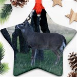 Texas Whitetail Ornament (Star)