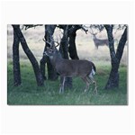 Texas Whitetail Postcard 4 x 6  (Pkg of 10)