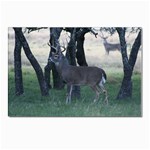 Texas Whitetail Postcards 5  x 7  (Pkg of 10)