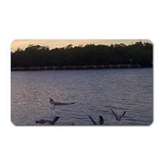 Intercoastal Seagulls 3 Magnet (rectangular) by Jamboo