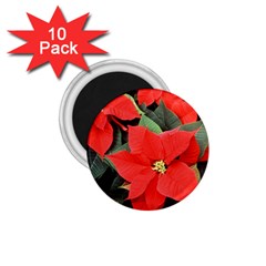 Poinsettia 1 75  Magnets (10 Pack)  by trendistuff