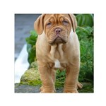 CUTE WRINKLY PUPPY Small Satin Scarf (Square)  Front